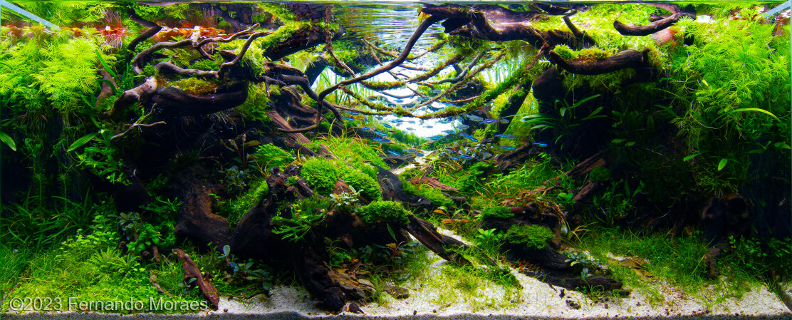 AGA 2023 Aquascaping Contest: #109