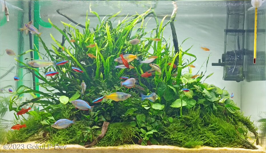 AGA 2023 Aquascaping Contest: #115