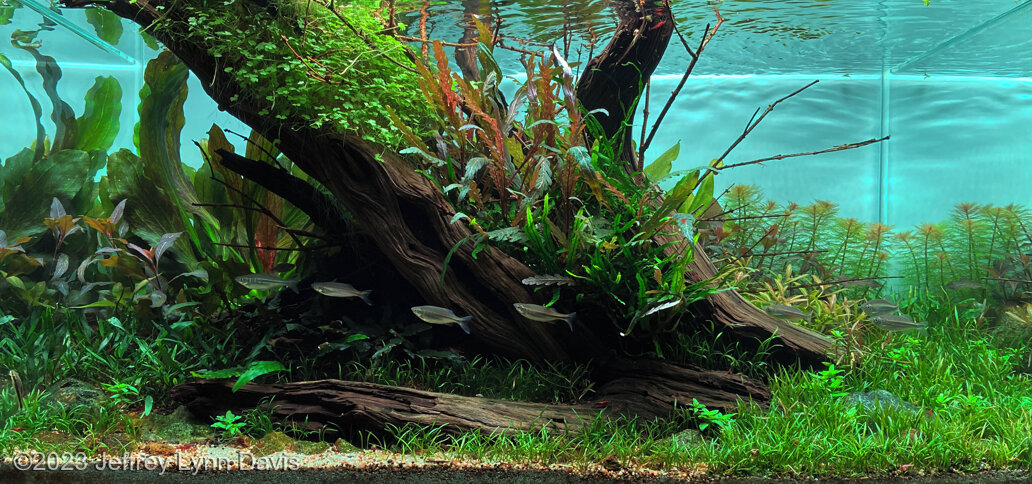 AGA 2023 Aquascaping Contest: #136