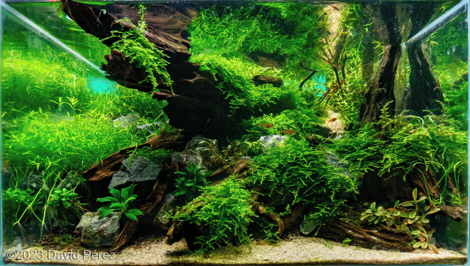 AGA 2023 Aquascaping Contest: #158