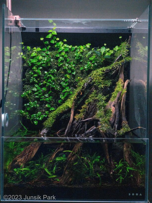 AGA 2023 Aquascaping Contest: #173