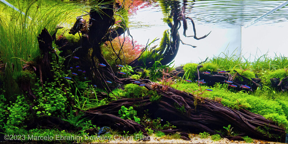 AGA 2023 Aquascaping Contest: #188