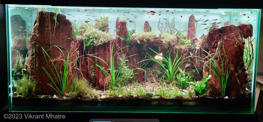 AGA 2023 Aquascaping Contest: #204