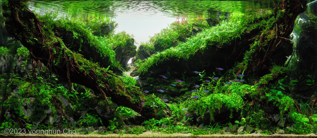 Aga 2023 Aquascaping Contest: #210