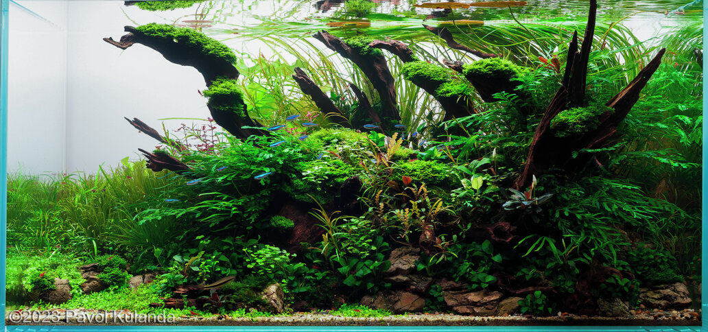 AGA 2023 Aquascaping Contest: #266