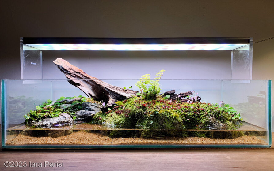 AGA 2023 Aquascaping Contest: #288