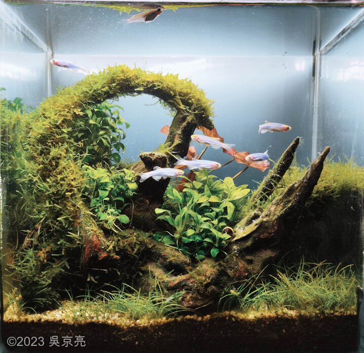 AGA 2023 Aquascaping Contest: #289