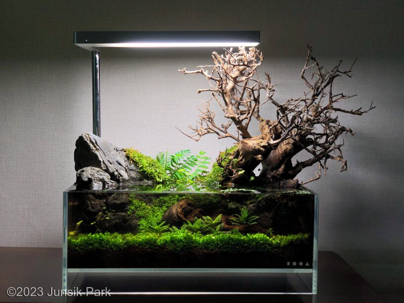 AGA 2023 Aquascaping Contest: #291