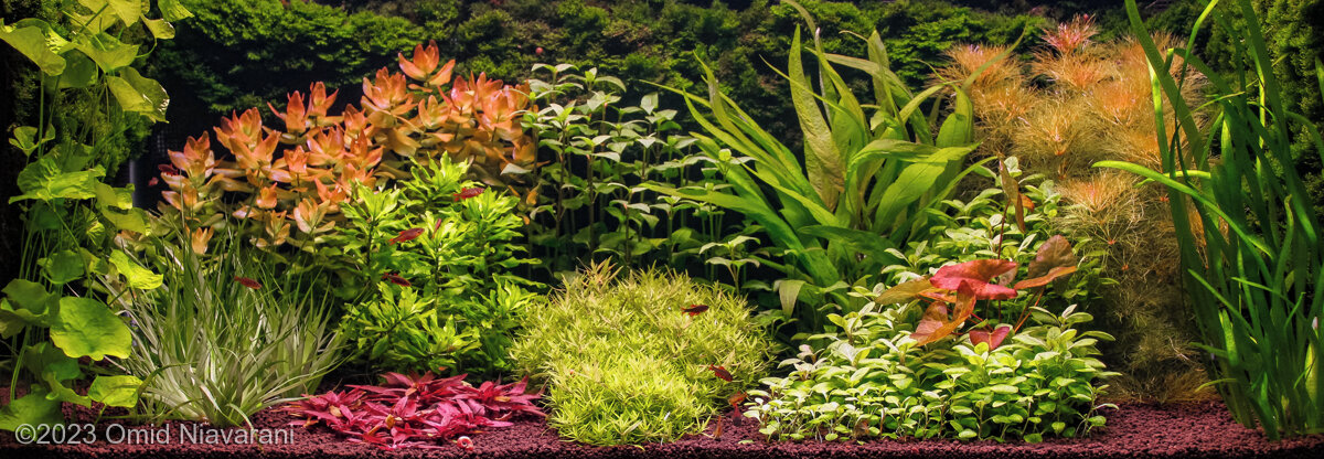 AGA 2023 Aquascaping Contest: #308