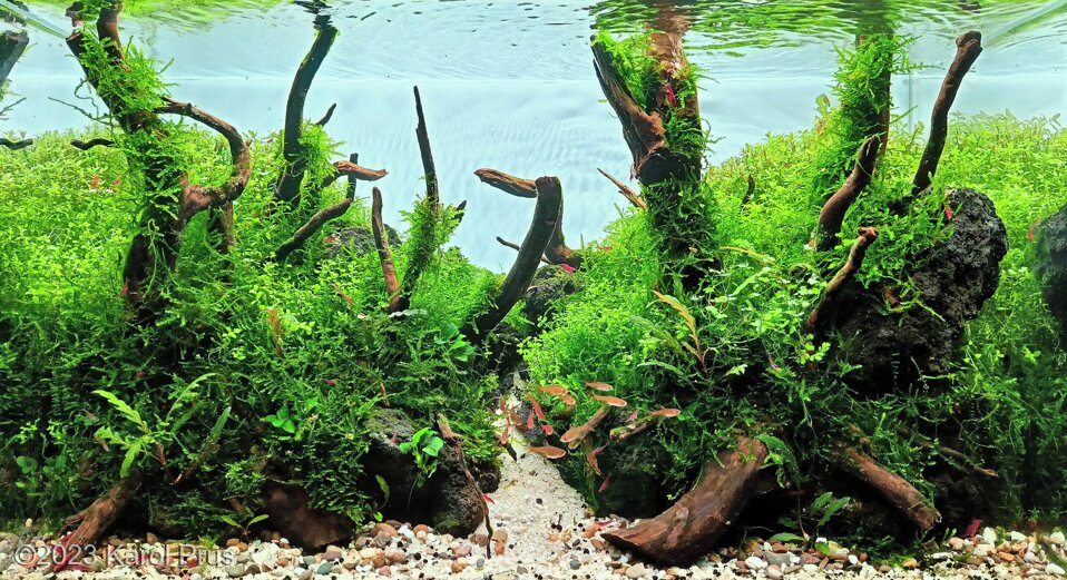 Aga 2023 Aquascaping Contest: #313