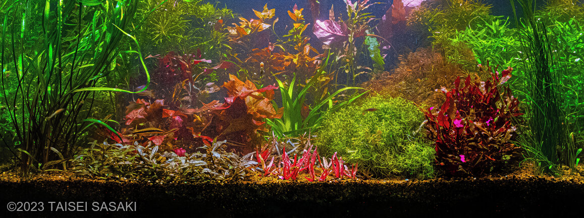 AGA 2023 Aquascaping Contest: #317