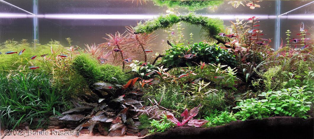 AGA 2023 Aquascaping Contest: #341