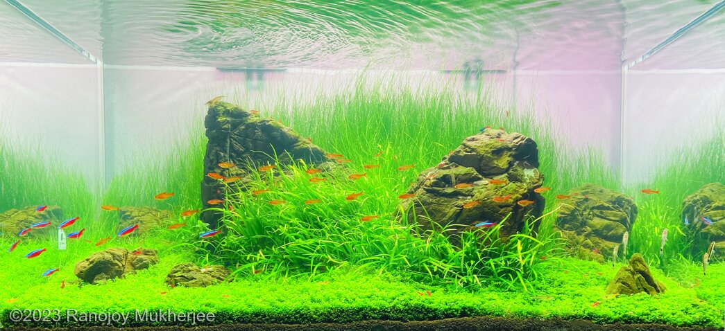 AGA 2023 Aquascaping Contest: #347