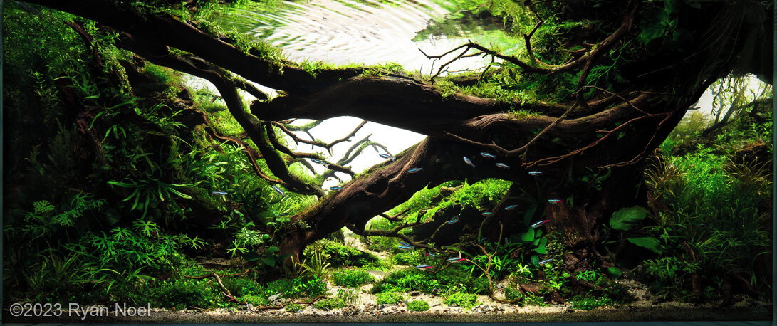 AGA 2023 Aquascaping Contest: #375