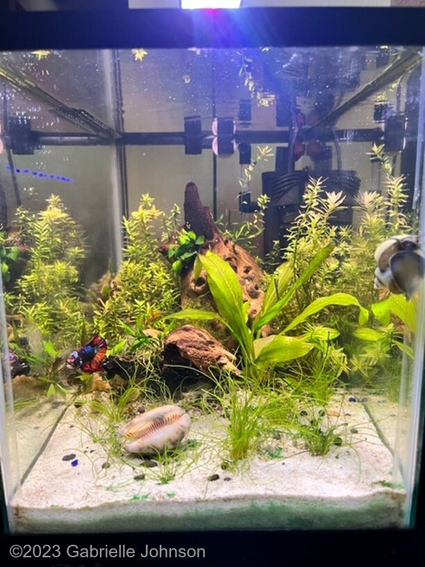 AGA 2023 Aquascaping Contest: #401