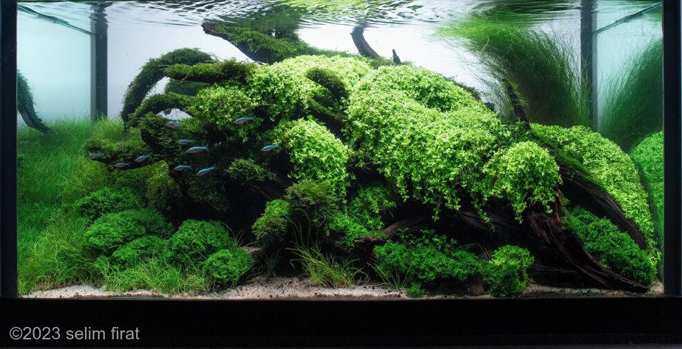 AGA 2023 Aquascaping Contest: #408