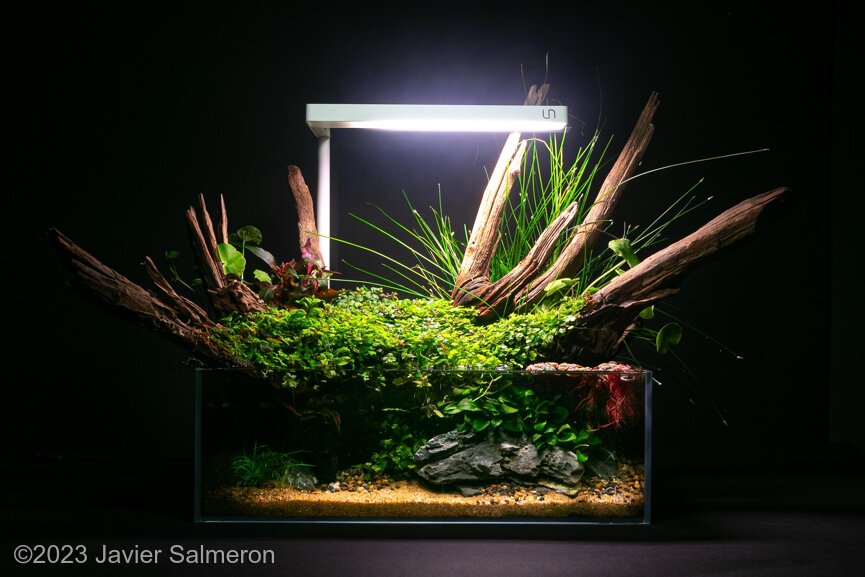 AGA 2023 Aquascaping Contest: #410