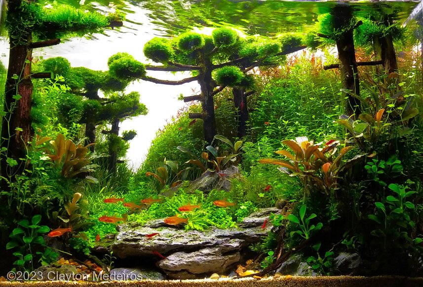 AGA 2023 Aquascaping Contest: #427