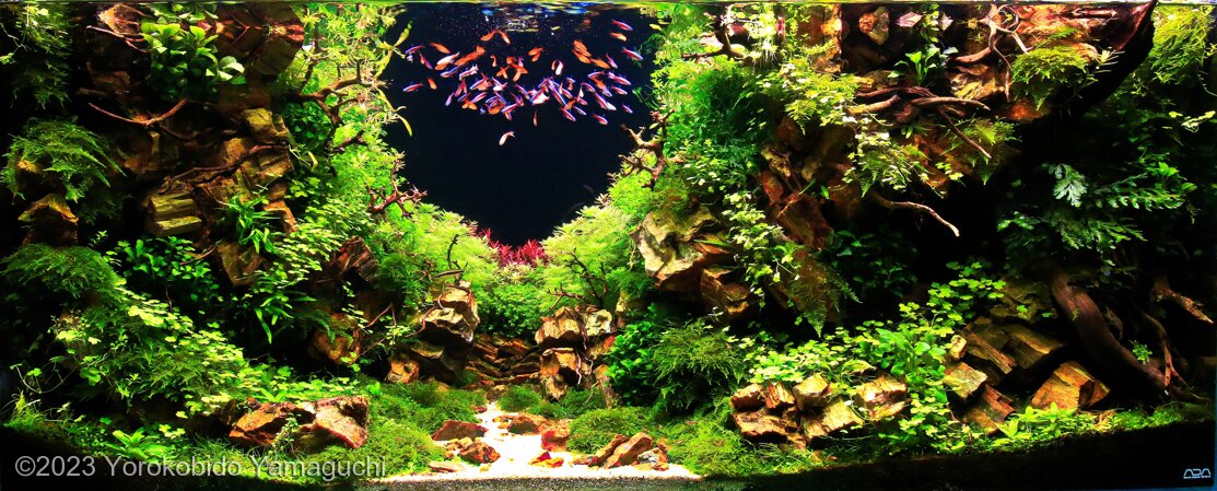AGA 2023 Aquascaping Contest: #435