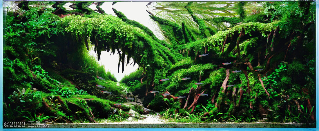 AGA 2023 Aquascaping Contest: #446