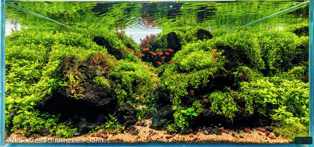 AGA 2023 Aquascaping Contest: #481