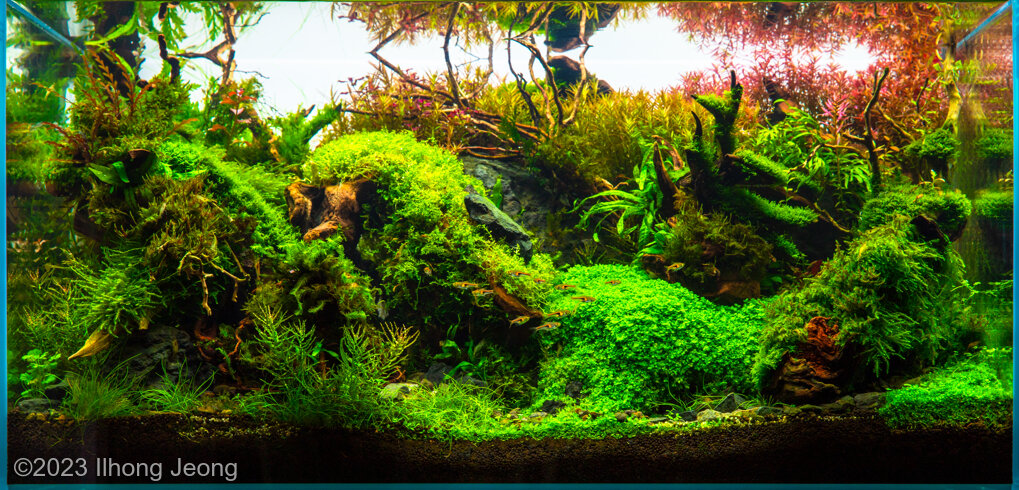 AGA 2023 Aquascaping Contest: #504