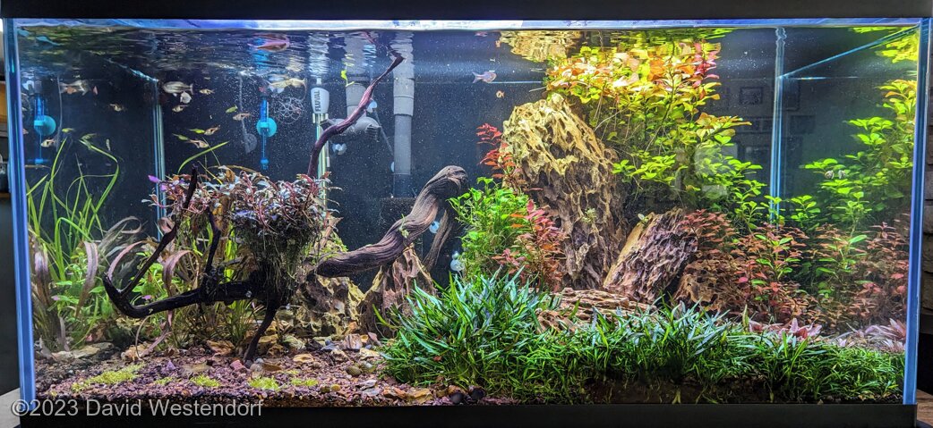 AGA 2023 Aquascaping Contest: #576