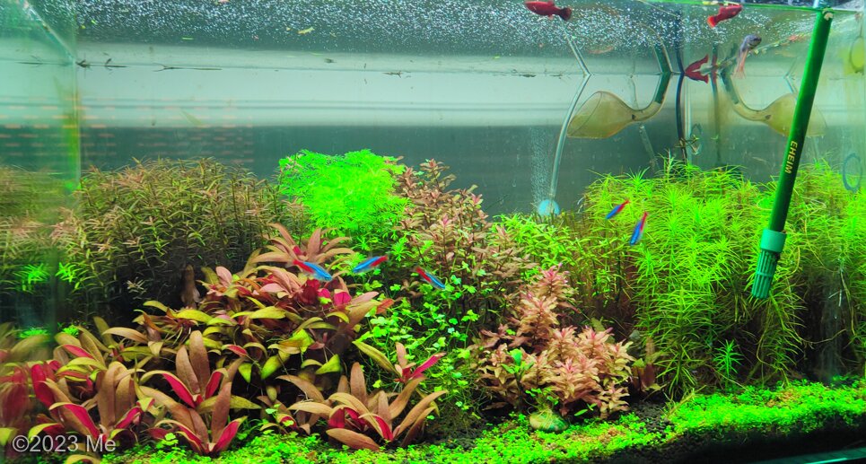 AGA 2023 Aquascaping Contest: #578