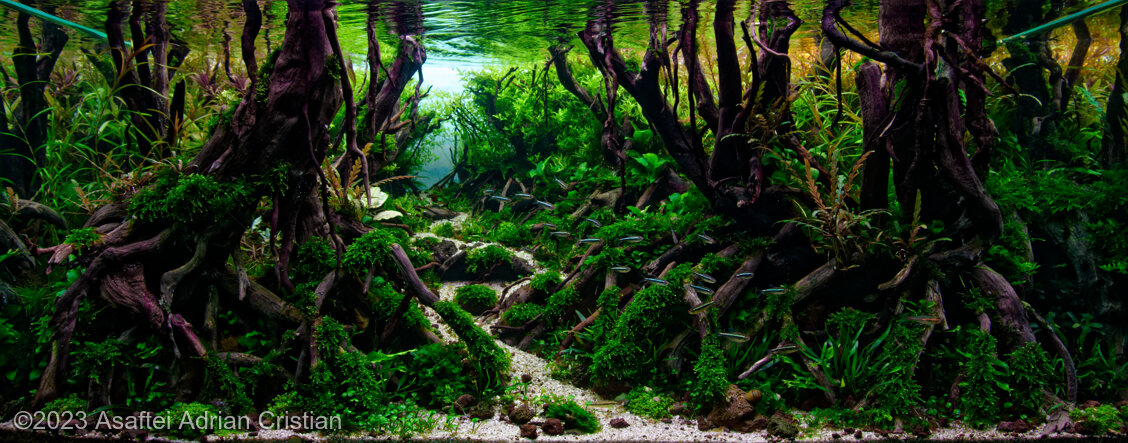 素敵な 5960.jpg 塊根植物・コーデックス