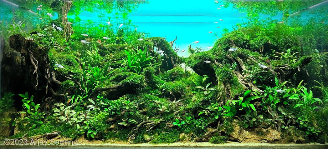 AGA 2023 Aquascaping Contest: #715