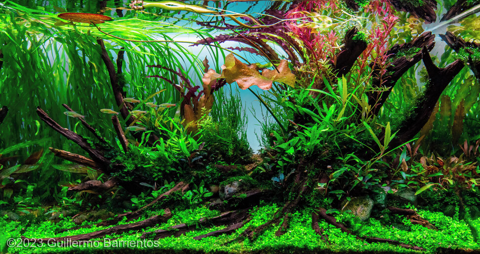 AGA 2023 Aquascaping Contest: #735