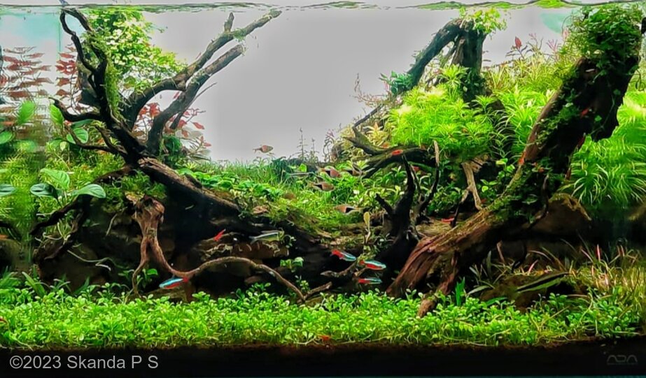 AGA 2023 Aquascaping Contest: #755