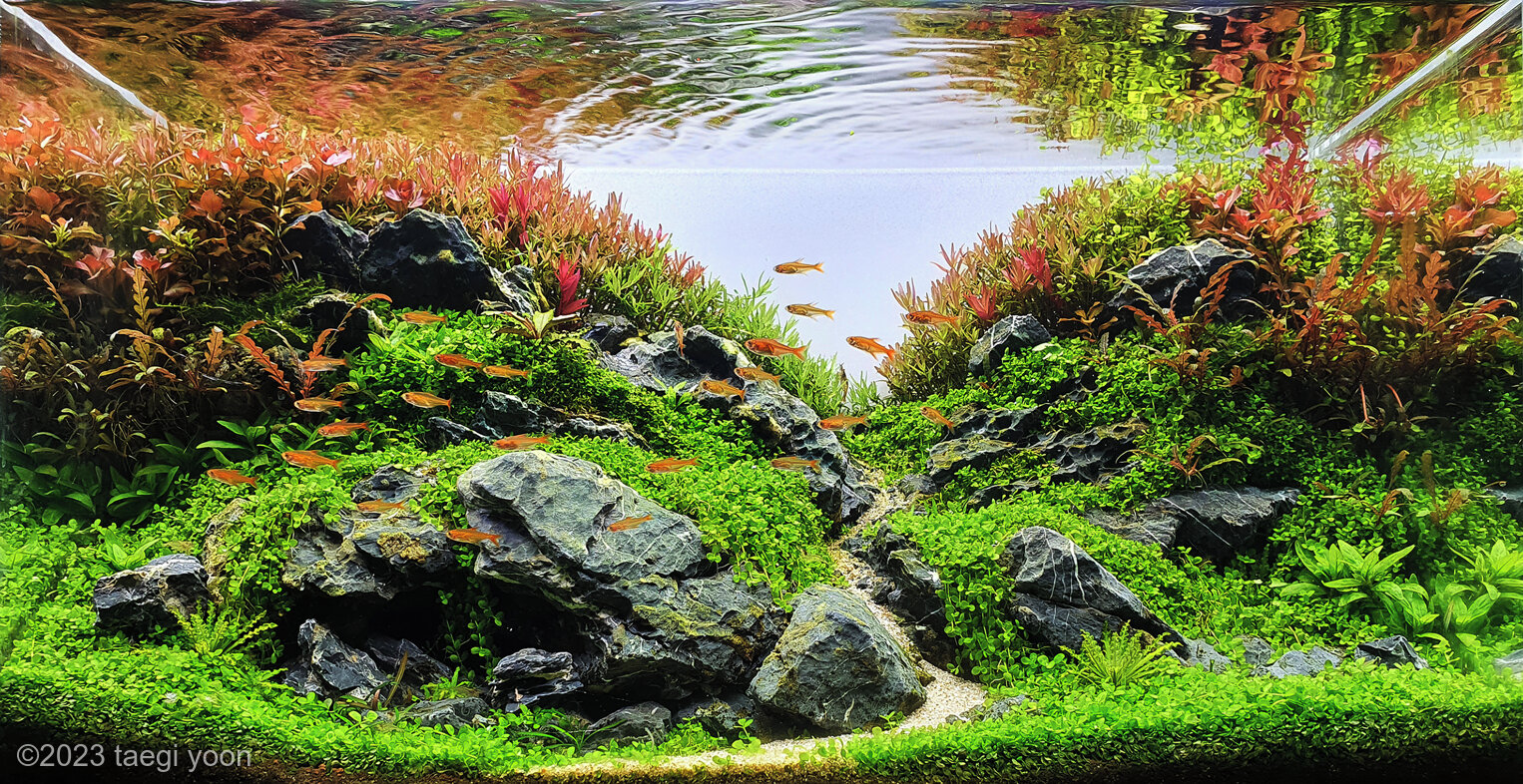Aquaflora - We are working on the last details to bring this beautiful  Strideways 45P scaped by Balbi during a live aquascaping demo at ANAC  Kick-off in June to Vivarium next weekend!